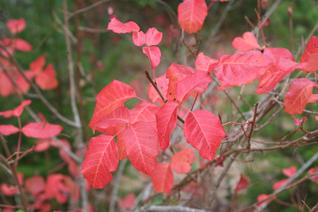 Fall Poison Oak